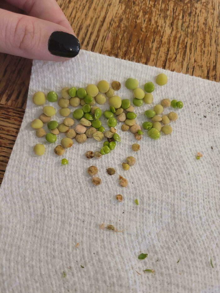 Small green and yellow seeds on a paper towel, highlighting nature’s garden surprises and unexpected seed sizes.