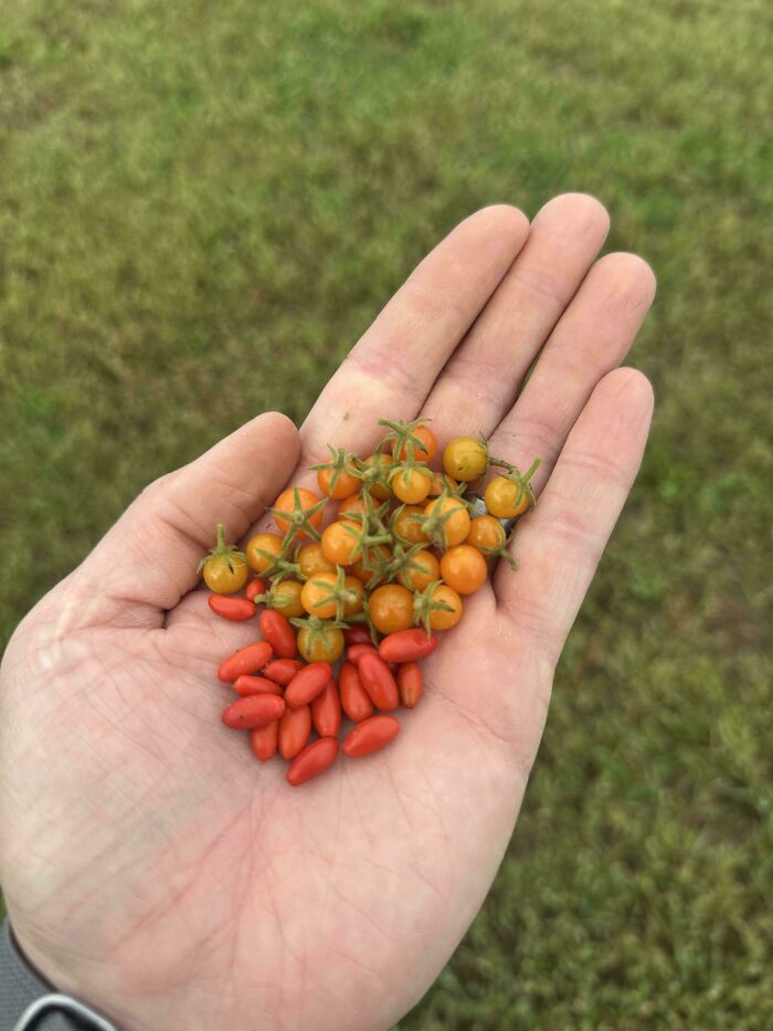 Small orange cherry tomatoes and red berries in a hand, showing a funny gardening nature joke with tiny fruit sizes.