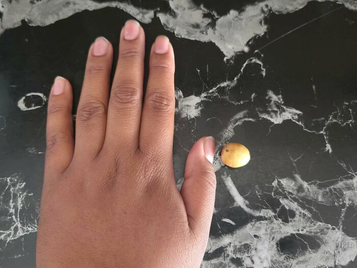 Small tomato-like fruit next to a human hand on a marble surface, showing nature’s playful garden joke.