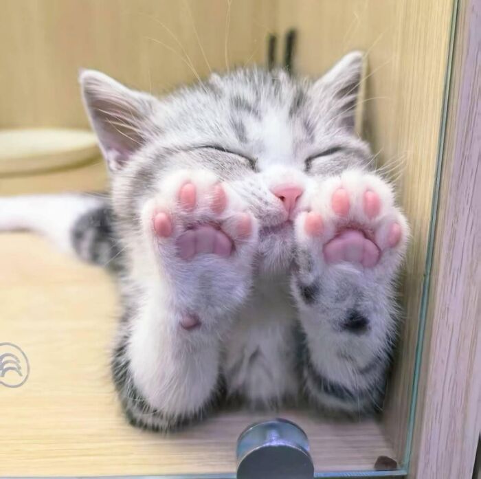 Cute cat showing pink paws pressed against a glass surface, one of the random places cats love to rest and relax.