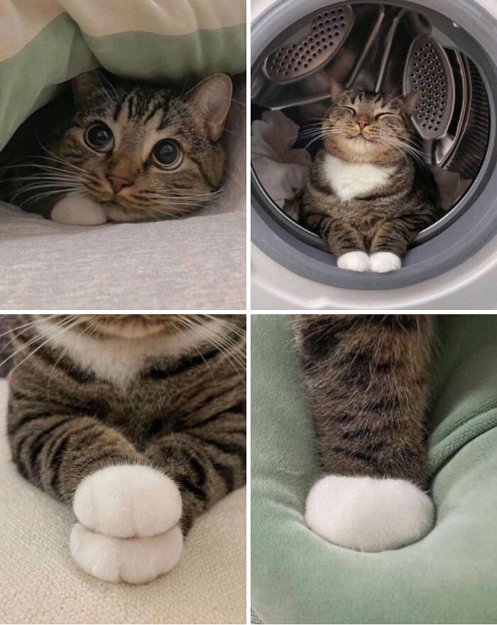 Collage of a cat in random places including tucked under a blanket, inside a dryer, and showing its white paws close-up.