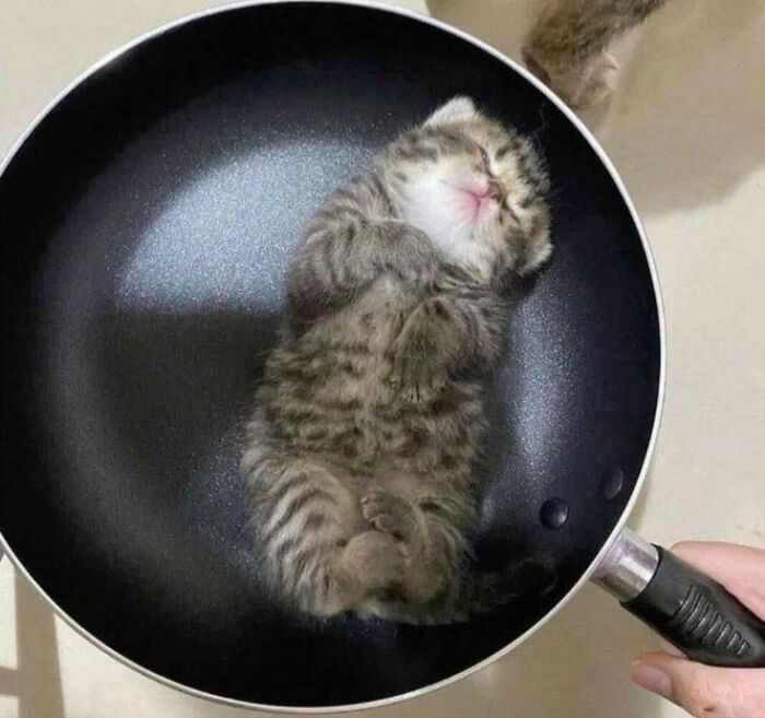 Gray tabby kitten sleeping curled up inside a frying pan, a random place cats were found inspiring people to take pictures.