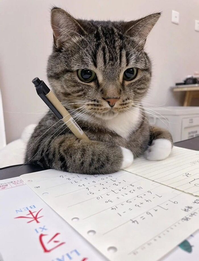 Tabby cat holding a pen while sitting on a notebook filled with math problems, showcasing cats in random places.
