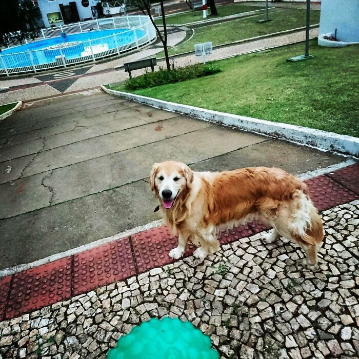 Golden Retriever standing on a paved path in a park near a fenced pool on a cloudy day. Golden Retriever standing on a paved path in a park near a fenced pool on a cloudy day.