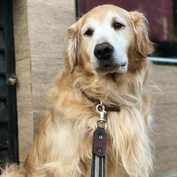Golden Retriever dog with a calm expression, sitting outdoors and showing a shiny golden coat and dark collar. Golden Retriever dog with a calm expression, sitting outdoors and showing a shiny golden coat and dark collar.