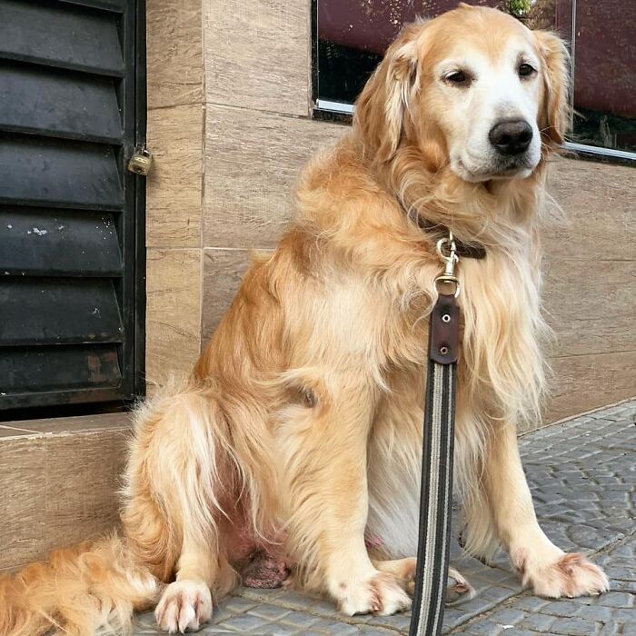 Golden Retriever sitting calmly outside on a leash, showing gentle expression and soft golden fur. Golden Retriever sitting calmly outside on a leash, showing gentle expression and soft golden fur.