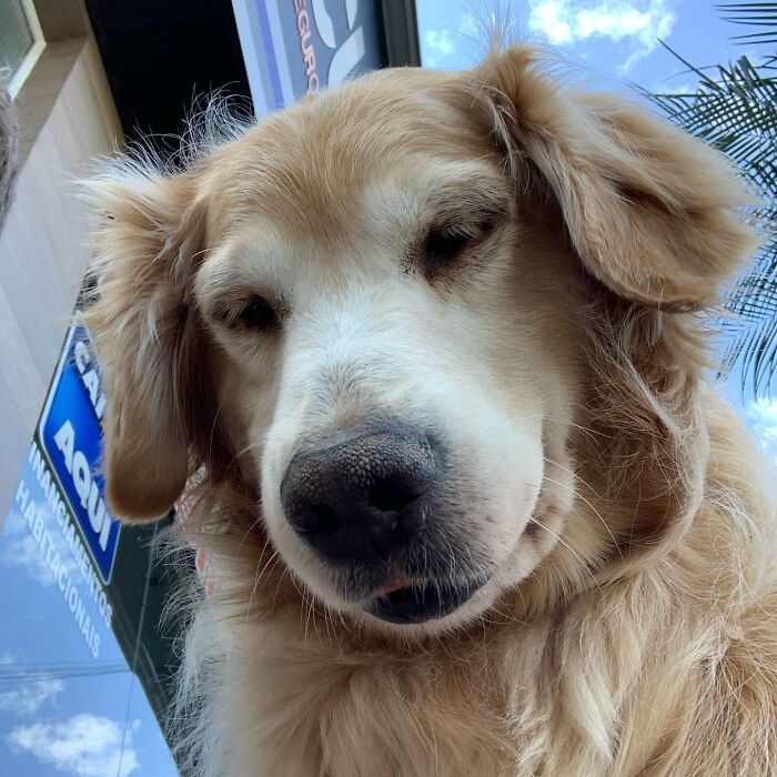 Close-up of a golden retriever with soft fur outside under a blue sky, embodying the spirit of Theo the Golden Retriever. Close-up of a golden retriever with soft fur outside under a blue sky, embodying the spirit of Theo the Golden Retriever.