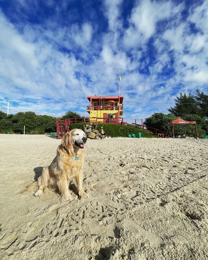 Golden Retriever Theo sitting on a sandy beach with a lifeguard station and blue sky in the background. Golden Retriever Theo sitting on a sandy beach with a lifeguard station and blue sky in the background.
