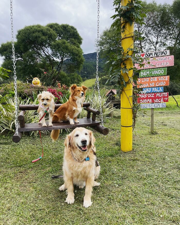 Golden Retriever sitting on grass with two small dogs on a wooden swing in a lush green garden. Golden Retriever sitting on grass with two small dogs on a wooden swing in a lush green garden.