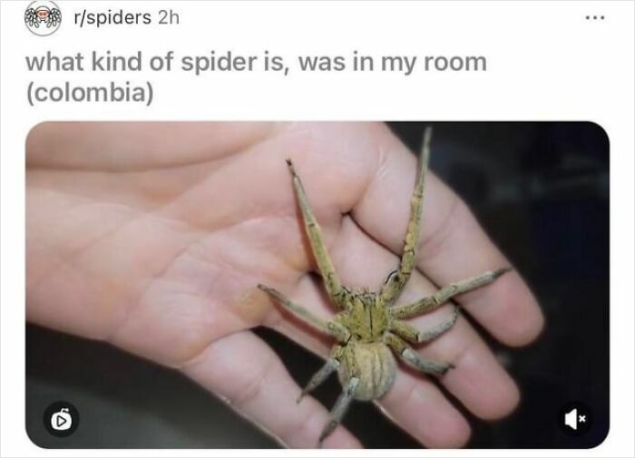 Large spider resting on a person's hand, illustrating a close encounter with potentially deadly spiders and survival stories.