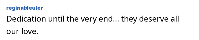 Comment expressing love and dedication for Theo the Golden Retriever who touched thousands of lives before his farewell Comment expressing love and dedication for Theo the Golden Retriever who touched thousands of lives before his farewell