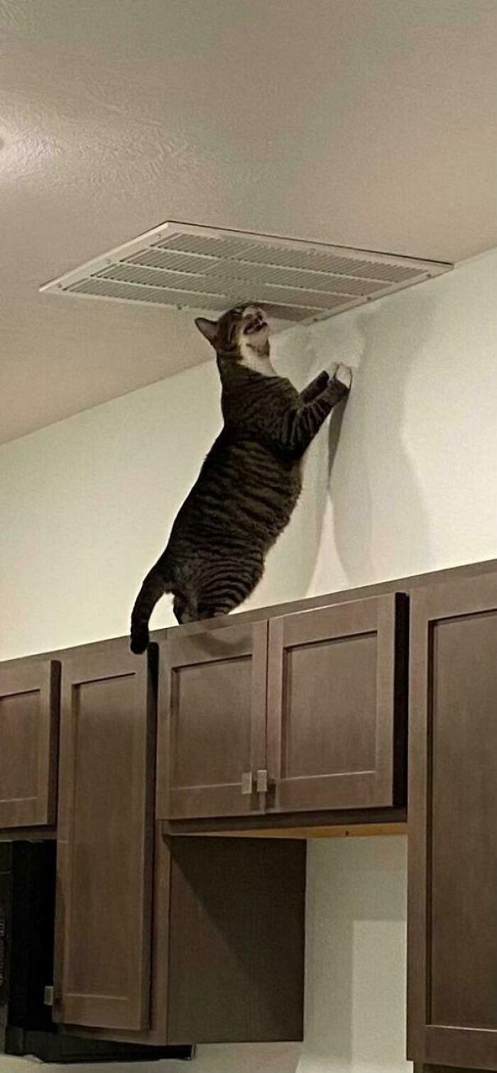 Tabby cat standing on kitchen cabinets, meowing loudly near the ceiling vent in a humorous cat born to scream moment