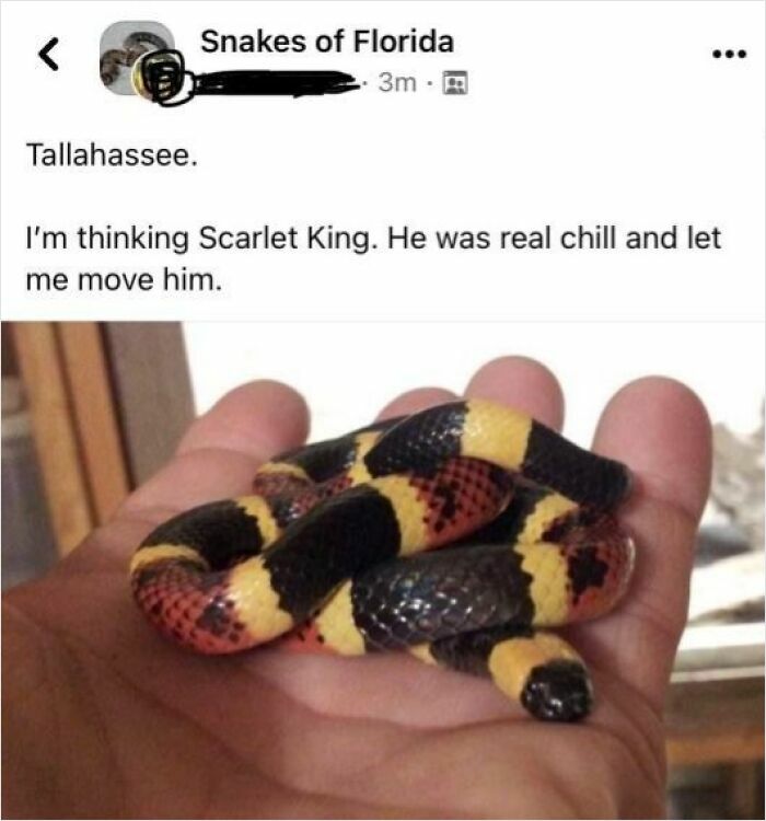 Small colorful snake called Scarlet King resting calmly on a hand, related to edible survival stories and near-death encounters.