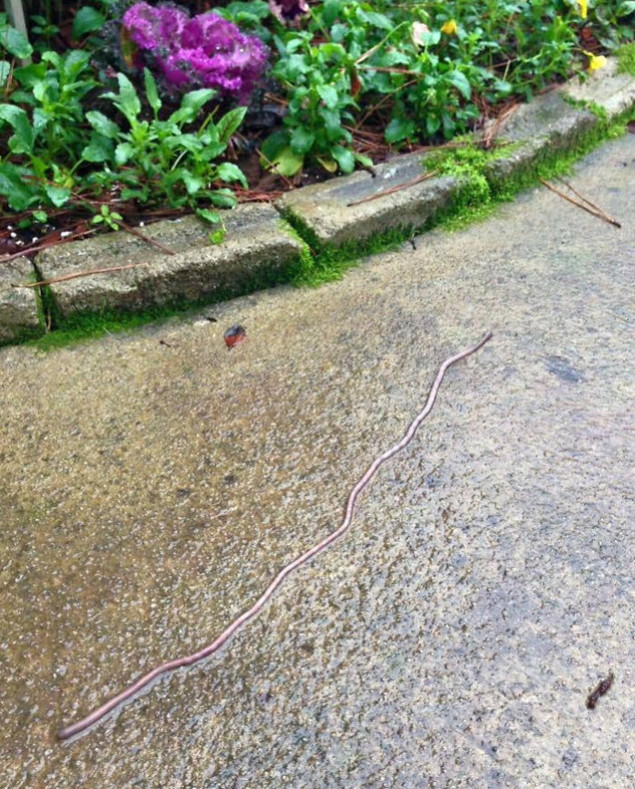 Large earthworm stretching across a wet concrete path near garden plants, showcasing giant animals in nature.