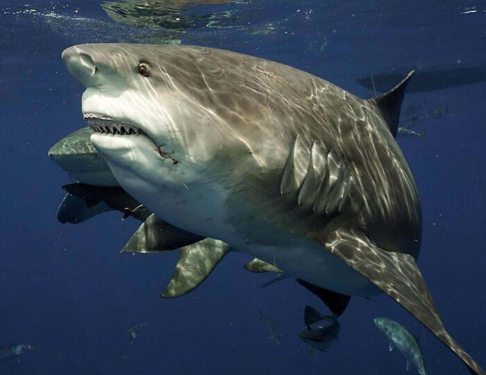 Giant shark swimming in deep blue ocean with smaller fish around, showcasing one of the largest animals in the sea.