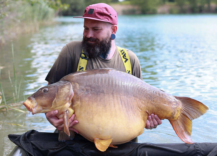 Man holding a giant fish by the lake, showcasing one of the animals so giant it’s hard to believe they are real
