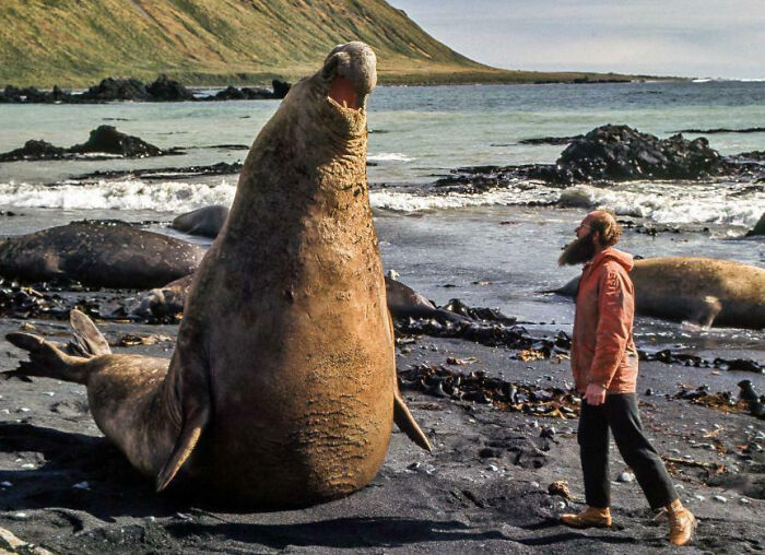 Massive elephant seal on beach next to man, showcasing one of the giant animals so hard to believe are real.