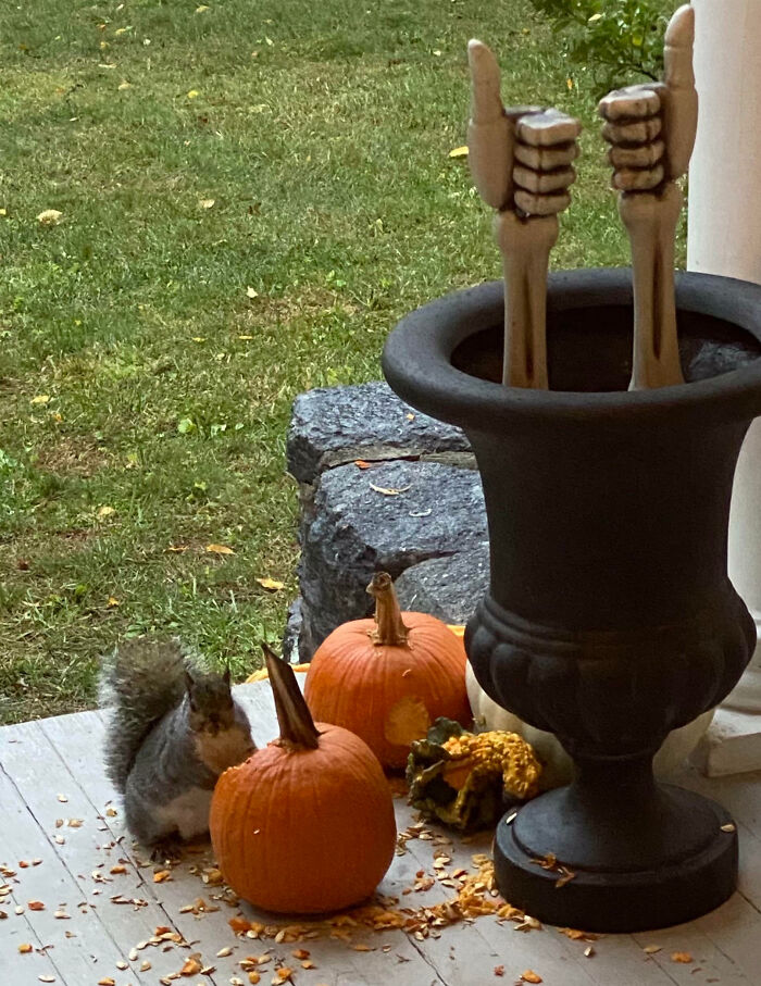Squirrel next to pumpkins and decorative vase outdoors, illustrating giant animals so hard to believe they are real.