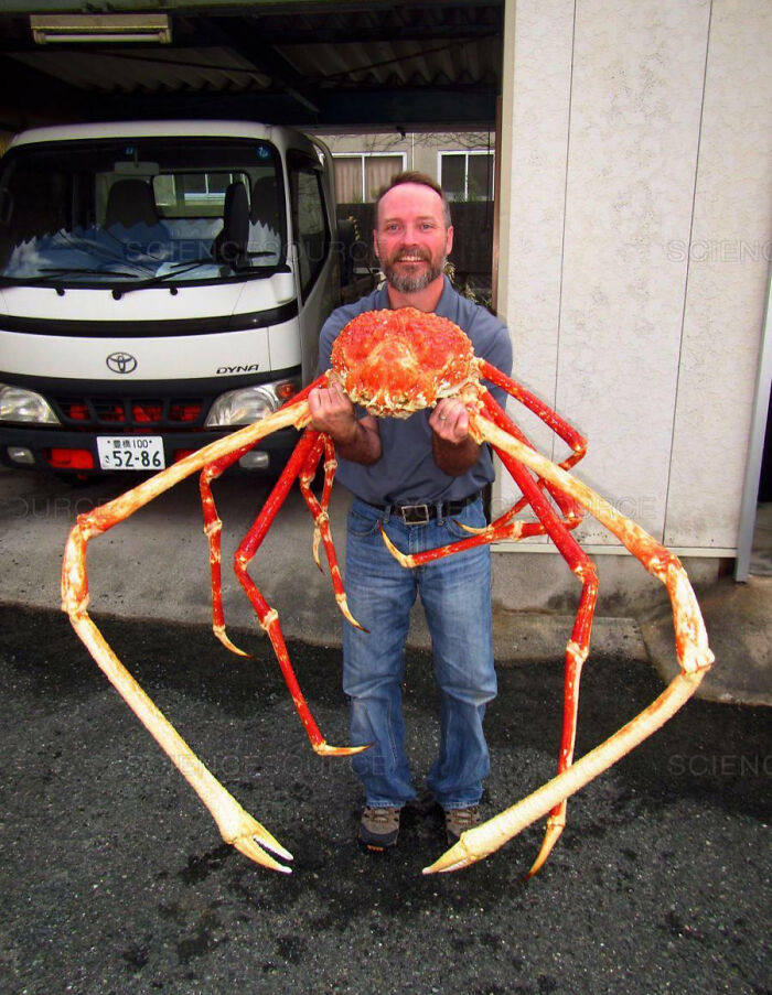Man holding a giant crab with long legs, showcasing one of the giant animals hard to believe are real.