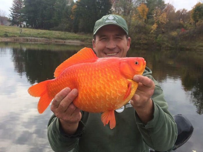 Man holding a giant bright orange fish by a lake, showcasing one of the 88 animals so giant it’s hard to believe they are real.