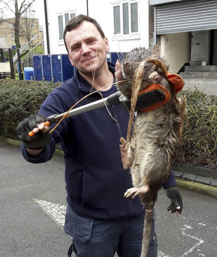 Man holding a giant rat with a grabber tool, showcasing one of the largest animals so giant it's hard to believe are real.