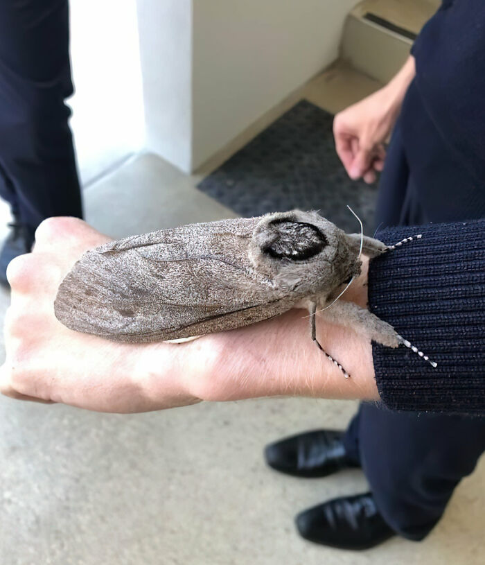 Giant moth with detailed wings resting on a person’s arm showing one of the largest animals so giant it’s hard to believe real.