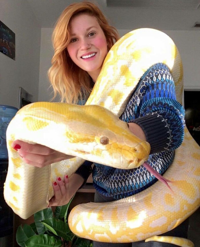 Woman holding a giant yellow python, showcasing one of the largest animals so giant it’s hard to believe they are real.