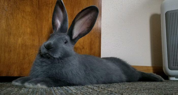 Large gray rabbit with oversized ears lying on carpet in front of wooden door, an example of giant animals.
