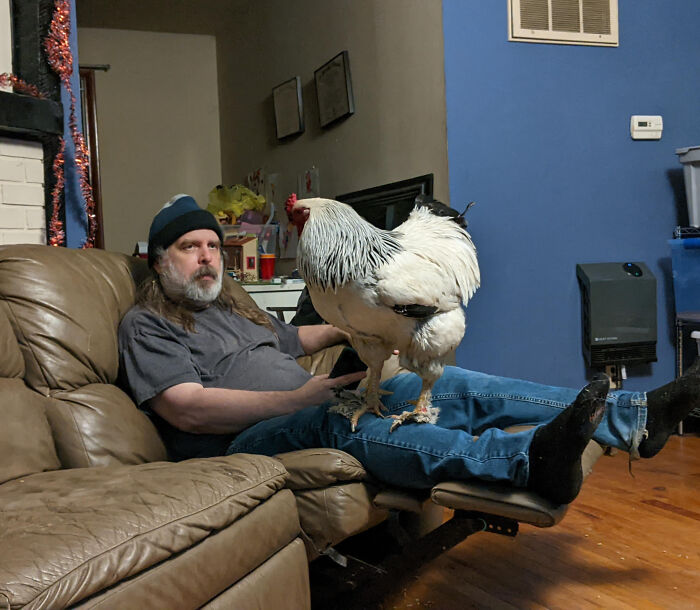 Giant chicken perched on a man’s legs while he sits on a brown leather couch in a living room setting.