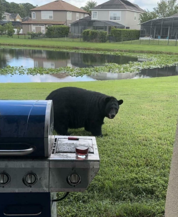 Giant black bear walking near a backyard grill by a pond in a suburban neighborhood with houses in the background