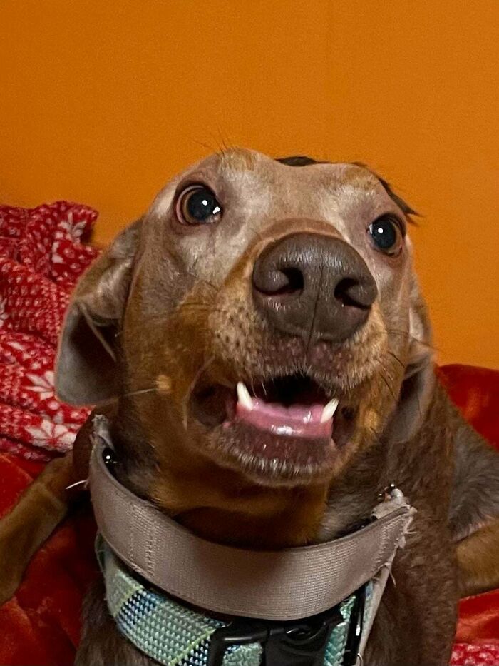 Close-up of an adorable adopted dog with a playful expression, highlighting cute rescued animals this month.