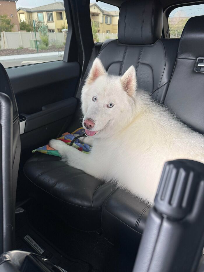 White adopted dog with blue eyes resting on a black leather car seat, showcasing adorable rescued animals this month.