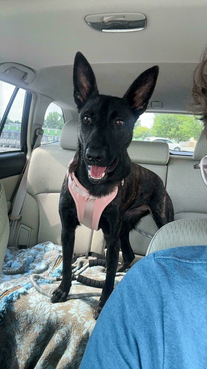 Black adopted dog wearing a pink harness standing on a car seat with a blanket, showing adorable rescued animal joy.