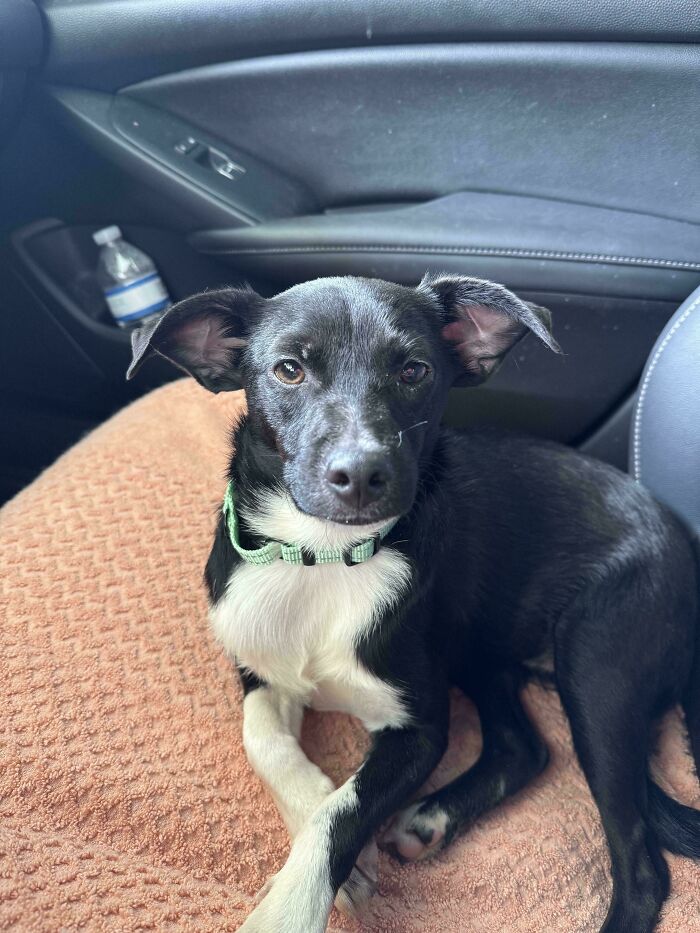 Black and white adopted dog with a green collar resting on a blanket in a car, one of the adorable adopted animals.