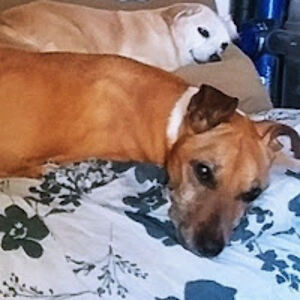 melaniethompsonegomama avatar