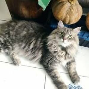 yahyarosidah3 avatar