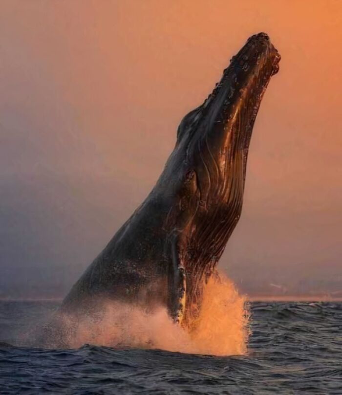 Humpback whale breaching the ocean surface at sunset in a perfectly timed photo capturing natural motion.
