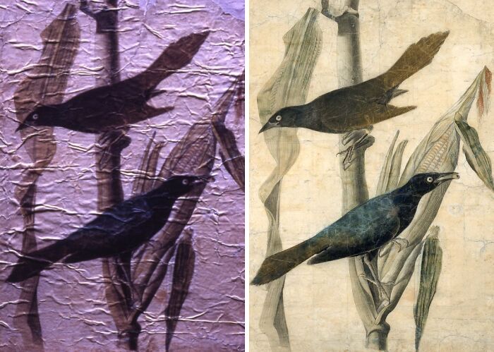 Before-and-after photos showing restored historical paintings of birds perched on corn stalks with detailed colors.