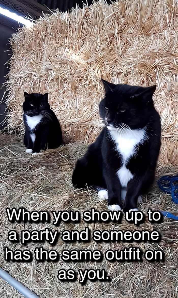 Two black and white cats sitting on hay with a humorous caption about matching outfits, featuring cute cat memes.