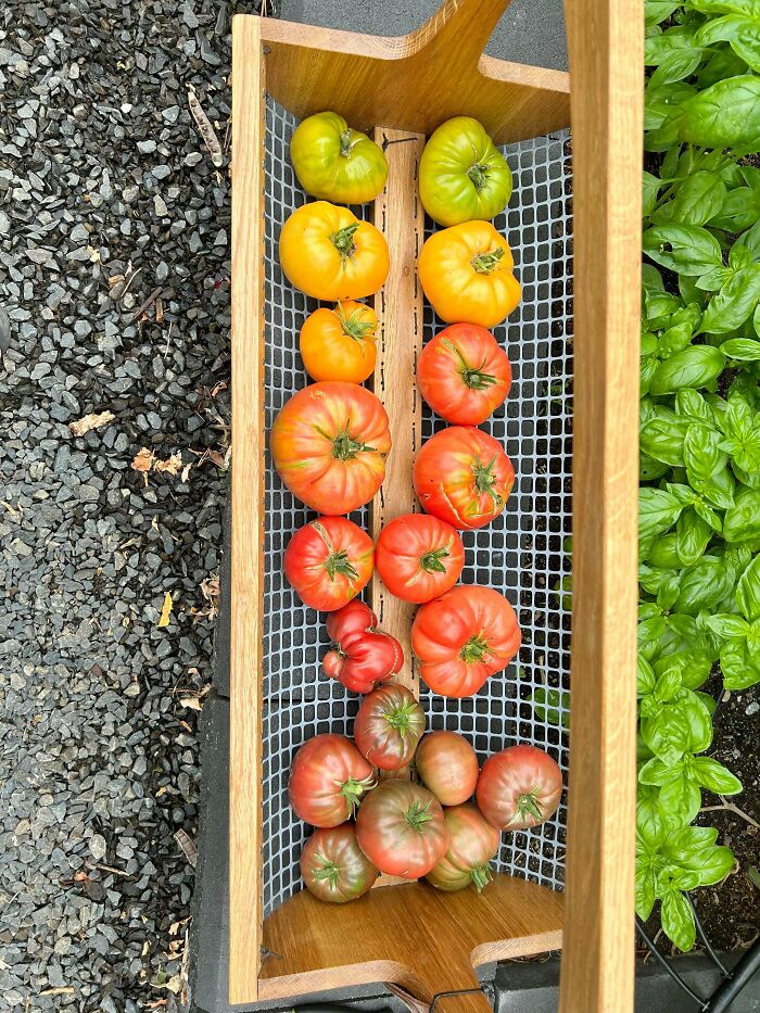 Woodworkers carved a wooden harvest basket filled with vibrant heirloom tomatoes in various colors.