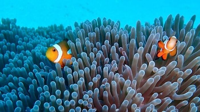 Underwater scene with clownfish among sea anemones, illustrating vibrant street photography capturing humanity through Snehal Dudekula’s lens.