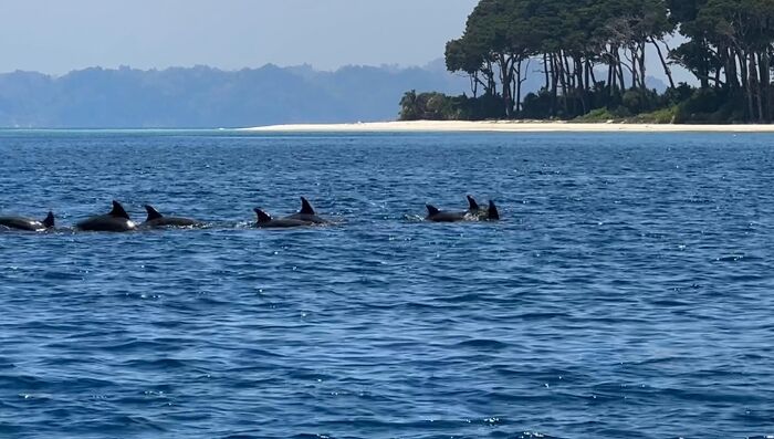 Pod of dolphins swimming near a forested shoreline, showcasing street photography that captures humanity in its purest form.