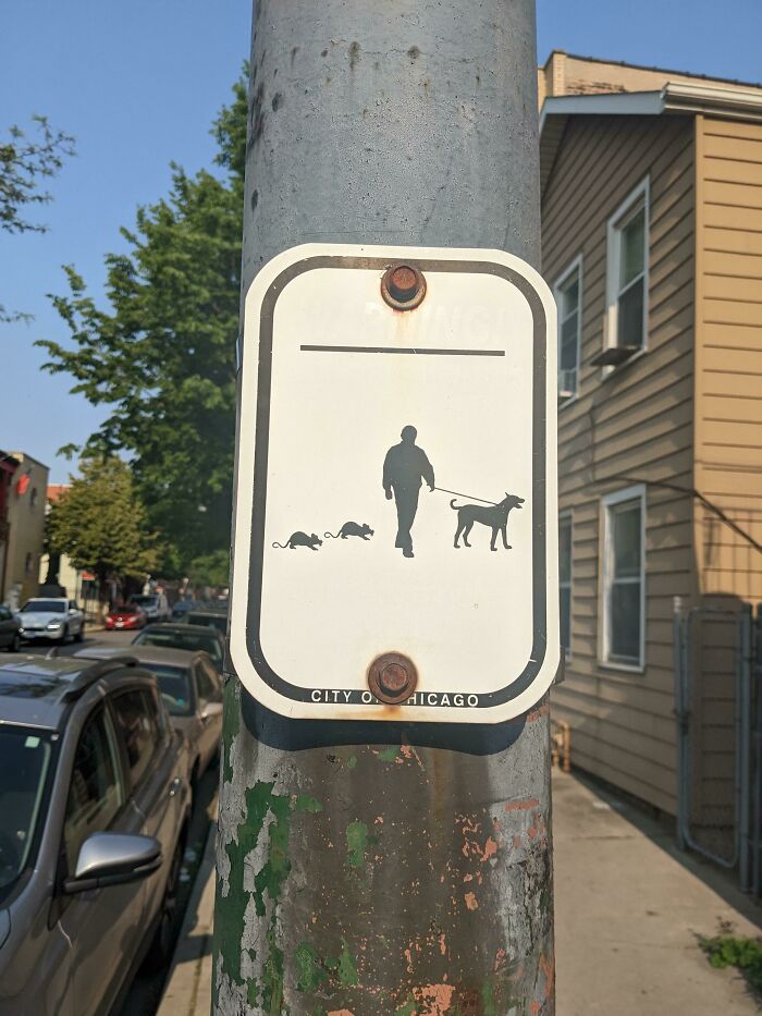 Sign on a pole in a city street showing a person walking a dog with two rats, a curious thing people discovered in urban areas. Sign on a pole in a city street showing a person walking a dog with two rats, a curious thing people discovered in urban areas.
