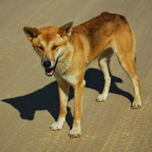 davidakiernan avatar