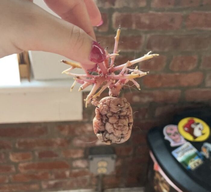 Hand holding a mysterious root with multiple offshoots, one of the curious things people discovered and had no idea what it was. Hand holding a mysterious root with multiple offshoots, one of the curious things people discovered and had no idea what it was.