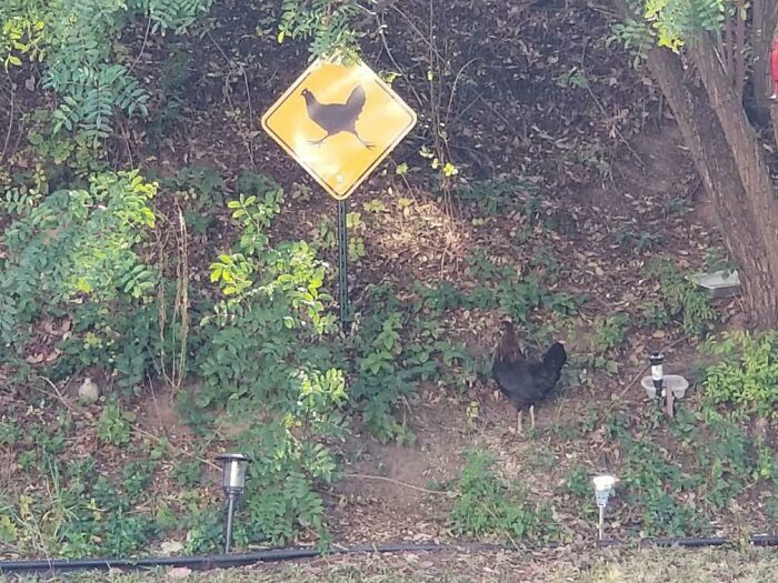 Chicken crossing sign with a real chicken nearby in a garden, showcasing funny parents humor in a natural setting.