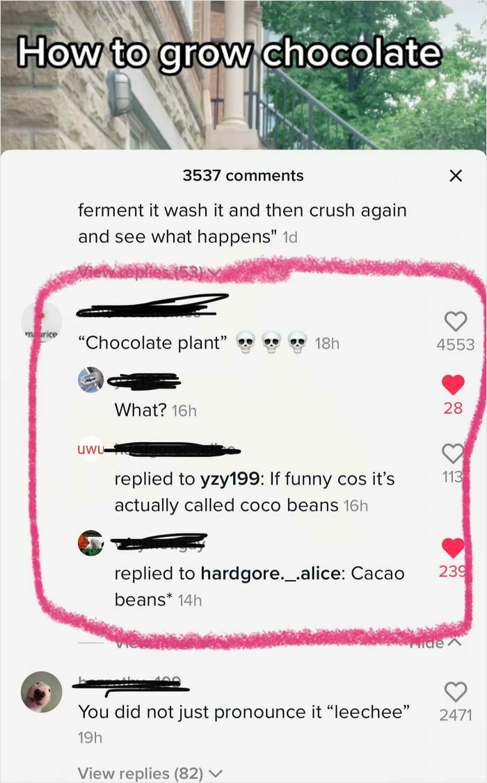 TikTok comments discussing how to grow chocolate, clarifying cocoa beans and cacao beans in a funny screenshot.