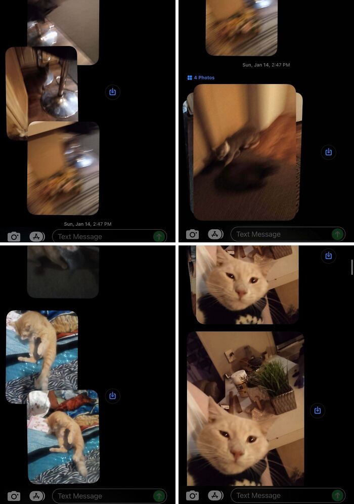 Text message screenshots showing funny blurry photos and selfies of cats, capturing moments shared by funniest parents ever.