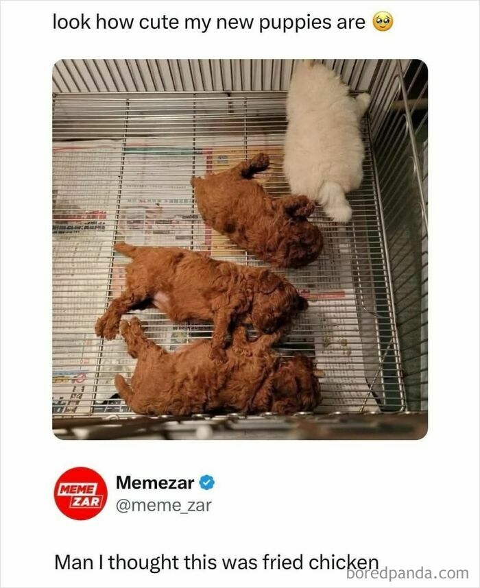 Three brown puppies and one white puppy in a cage, mistaken for fried chicken in viral meme from chaos goldmine page.