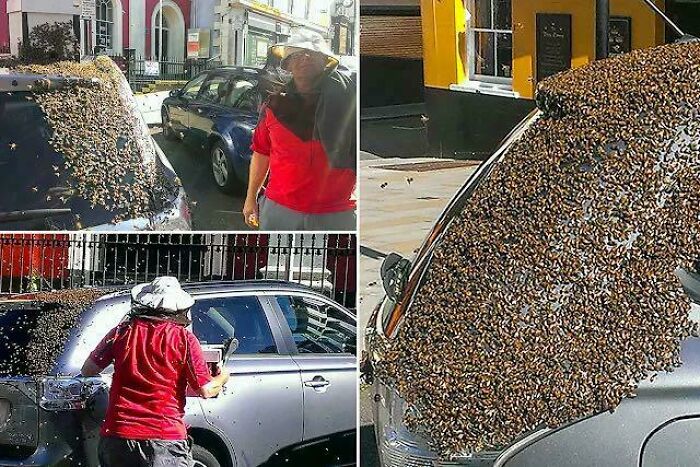 Man in protective gear handling a large swarm of bees covering a car, showcasing a heartwarming and peaceful interaction.